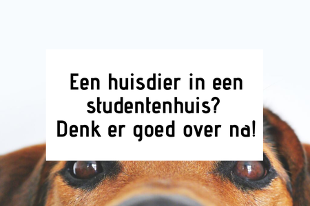 Een huisdier in een studentenhuis? Denk er goed over na!