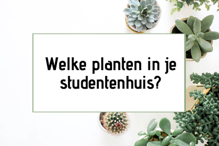 Welke planten in je studentenhuis? Deze drie overleven het!