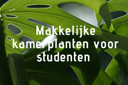 Makkelijke kamerplanten voor studentenkamers