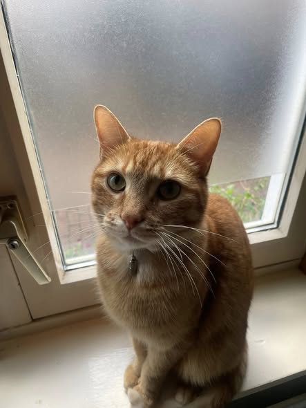 Kamer - Javastraat/Amsterdam (€800.00/50.00m2)