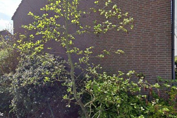 Huurwoning Acacia in Dirksland