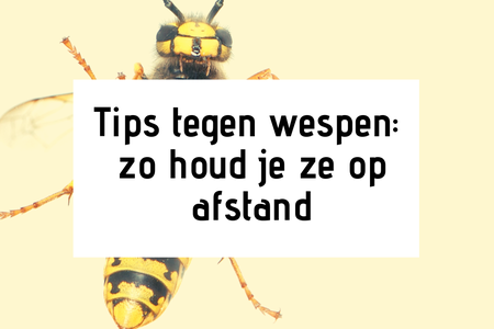 Tips tegen wespen: zo houd je ze op afstand
